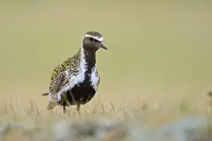 Eurasian Golden Plover (Pluvialis apricaria) adult, breeding plumage, standing on tundra, Iceland, May