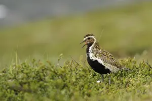 Eurasian Golden Plover (Pluvialis apricaria) adult, breeding plumage, calling, standing in territory, Northern Iceland