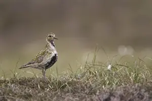 Eurasian Golden Plover (Pluvialis apricaria) adult, summer plumage, standing on moorland, Shetland Islands, Scotland, june