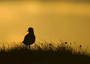 Eurasian Golden Plover (Pluvialis apricaria) adult, silhouetted at sunset, Shetland Islands, Scotland, spring