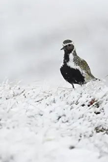 Eurasian Golden Plover (Pluvialis apricaria) adult, breeding plumage, standing on snow covered moorland, Iceland, June