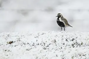 Eurasian Golden Plover (Pluvialis apricaria) adult, breeding plumage, standing on snow covered moorland, Iceland, June