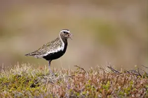 Eurasian Golden Plover (Pluvialis apricaria) adult, breeding plumage, calling, standing on moorland, Iceland, June