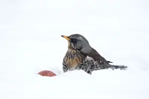 Eurasian Golden Plover (Pluvialis apricaria) adult, breeding plumage, standing on snow covered moorland, Iceland, June