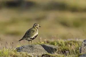 Eurasian Golden Plover (Pluvialis apricaria) adult female, breeding plumage, standing on rock, Snaefellsnes Peninsula