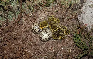 Plovers Prints: Eurasian Golden Plover (Pluvialis apricaria) eggs and chicks in nest