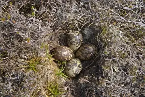 Eurasian Golden Plover (Pluvialis apricaria) four eggs in nest, Yell, Shetland Islands, Scotland