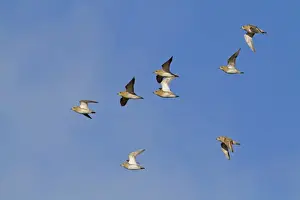 Flock Prints: Eurasian Golden Plover (Pluvialis apricaria) flock, in flight, Norfolk, England, January