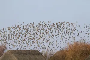 Eurasian Golden Plover (Pluvialis apricaria) flock, in flight over thatched roofs of hides, Cley Marshes Reserve, Cley-next-the-sea, Norfolk, England, january