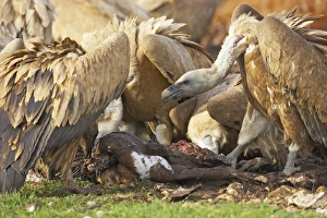 Carrion Prints: Eurasian Griffon Vulture (Gyps fulvus) aduls