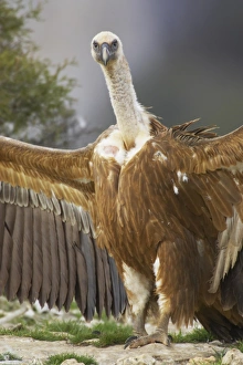 Eurasian Griffon Vulture (Gyps fulvus) adult, with wings spread, standing on ground, Segovia, Castile and Leon, Spain