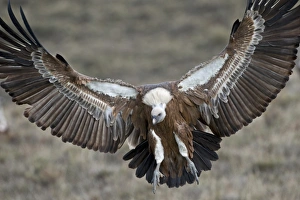 Eurasian Griffon Vulture (Gyps fulvus) adult, in flight, landing, Pyrenees, Catalonia, Spain, november