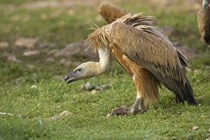 Eurasian Griffon Vulture (Gyps fulvus) adult, feeding, Segovia, Castile and Leon, Spain