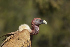 Eurasian Griffon Vulture (Gyps fulvus) adult, close-up of head and neck, covered with blood from feeding, Segovia, Castile and Leon, Spain
