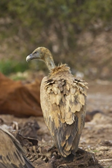 Eurasian Griffon Vulture (Gyps fulvus) adult, feeding at carcass, Segovia, Castile and Leon, Spain