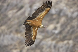 Eurasian Griffon Vulture (Gyps fulvus) adult, in flight, with nesting material in beak, Segovia, Castile and Leon, Spain