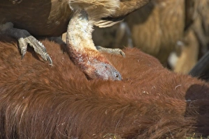 Eurasian Griffon Vulture (Gyps fulvus) adult, feeding on carcass of dead horse, Refugio de Rapaces W. W. F. Reserve, Segovia, Castile and Leon, Spain