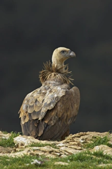Eurasian Griffon Vulture (Gyps fulvus) adult, standing on cliff edge, Segovia, Castile and Leon, Spain