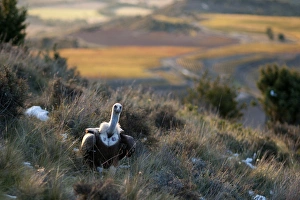 Eurasian Griffon Vulture (Gyps fulvus) adult, standing on hillside in habitat, Pyrenees, Catalonia, Spain, november