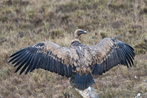 Eurasian Griffon Vulture (Gyps fulvus) adult, with wings spread, standing on rock, Spain, january