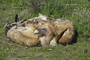 Eurasian Griffon Vulture (Gyps fulvus) adult, resting on ground, Segovia, Castile and Leon, Spain