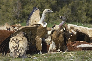 Carrion Prints: Eurasian Griffon Vulture (Gyps fulvus) adults