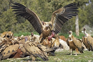 Eurasian Griffon Vulture (Gyps fulvus) adults, group fighting and feeding at carcass, Refugio de Rapaces W. W. F. Reserve, Segovia, Castile and Leon, Spain