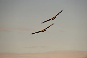 Eurasian Griffon Vulture (Gyps fulvus) two adults, in flight, Catalonia, Spain, november