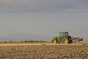Eurasian Griffon Vulture (Gyps fulvus) flock, standing in cultivated field near John Deere tractor, Castilla y Leon