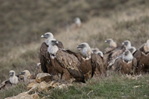 Pyrenean Prints: Eurasian Griffon Vulture (Gyps fulvus) flock