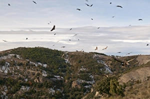 Eurasian Griffon Vulture (Gyps fulvus) flock, in flight, soaring over mountain habitat, Pyrenees, Catalonia, Spain, november
