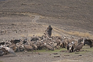 Eurasian Griffon Vulture (Gyps fulvus) flock, feeding on carrion at feeding station, Spain, January