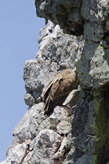 Monfrague Prints: Eurasian Griffon Vulture at Monfrague, Extremadura, Spain