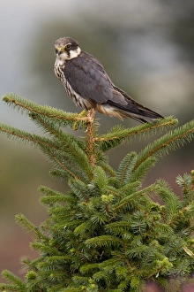 Eurasian Hobby (Falco subbuteo) adult, perched on conifer tree, Wales, october