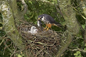 Eurasian Hobby (Falco subbuteo) adult female, feeding Barn Swallow (Hirundo rustica) prey to chicks at nest, nesting in old crow nest in Oak (Quercus sp. ) tree, Shropshire, England, august