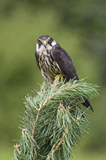 Pines Prints: Eurasian Hobby (Falco subbuteo) immature, perched on pine tree, August (captive)