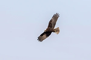 Marsh Prints: Eurasian Hobby (Falco subbuteo) juvenile