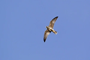 Killing Prints: Eurasian Hobby (Falco subbuteo) juvenile