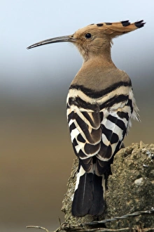 Hoopoe Prints: Eurasian Hoopoe - Extremadura Spain