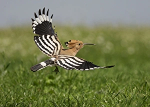 Central Europe Prints: Eurasian Hoopoe (Upupa epops) adult, in flight, Hortobagy N. P. Hungary, April