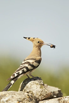 Central Europe Prints: Eurasian Hoopoe (Upupa epops) adult, with beetle in beak, standing on rocks, Hungary, May