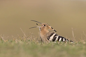 Passage Prints: Eurasian Hoopoe (Upupa epops) adult