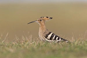 Eurasian Hoopoe (Upupa epops) adult, standing on ground, Suffolk, England, October