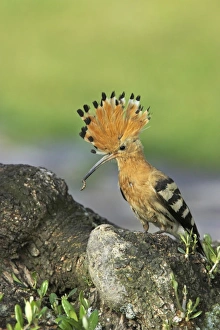 Collected Prints: Eurasian Hoopoe (Upupa epops) adult