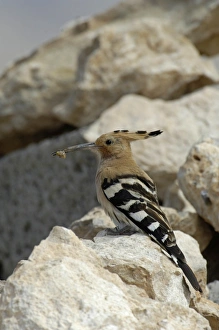 Grub Prints: Eurasian Hoopoe (Upupa epops) adult