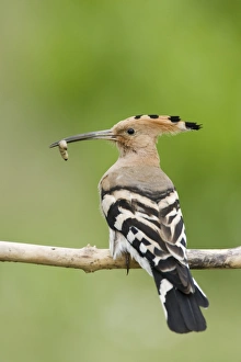 Hungarian Prints: Eurasian Hoopoe (Upupa epops) adult, with food in beak, perched on branch, Hungary, may