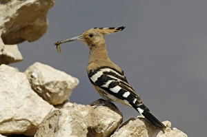 Eurasian Hoopoe (Upupa epops) adult, with grub in beak, perched on rock, Fuerteventura, Canary Islands, march