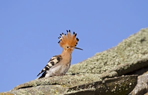 Eurasian Hoopoe (Upupa epops) adult, with crest raised, standing on old roof, Spain