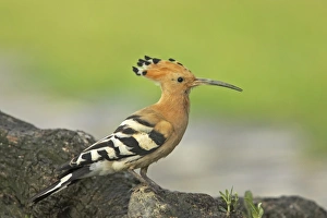 Eurasian Hoopoe (Upupa epops) adult, perched at nestsite, Extremadura, Spain