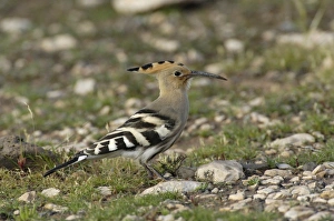 Eurasian Hoopoe (Upupa epops) adult, standing on stony ground, Fuerteventura, Canary Islands, march